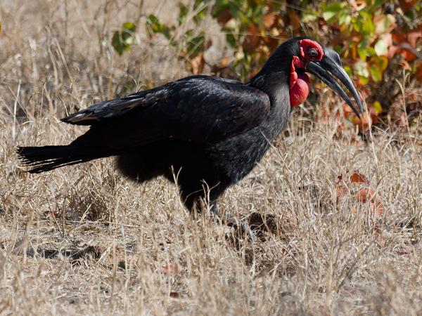 <h3><a href="/trips/safari/biota/animalia/chordata/aves/038 bucerotiformes/004 bucorvidae/bucorvus leadbeateri/bucorvus leadbeateri-nl.html">Bucorvus&nbsp;leadbeateri</a> / Southern&nbsp;ground&nbsp;hornbill / Zuidelijke&nbsp;hoornraaf</h3>OM-1 Mark II met OLYMPUS M.300mm F4.0, 1/2000 sec  bij F4.0, ISO 400, afstand 24.4&nbsp;m